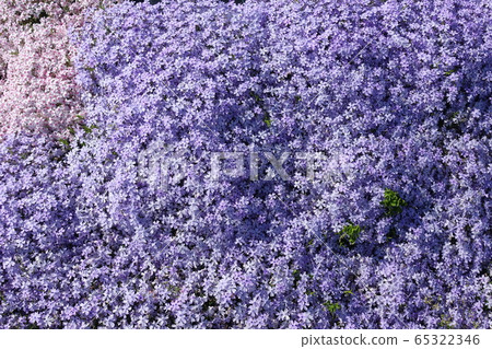 米薩櫻花盛開 米薩櫻花盛開 65322346