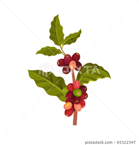 Branch of Coffea Plant with Ripe Edible Fruits and Green Leaves Vector Illustration Branch of Coffea Plant with Ripe Edible Fruits and Green Leaves Vector Illustration 65322347