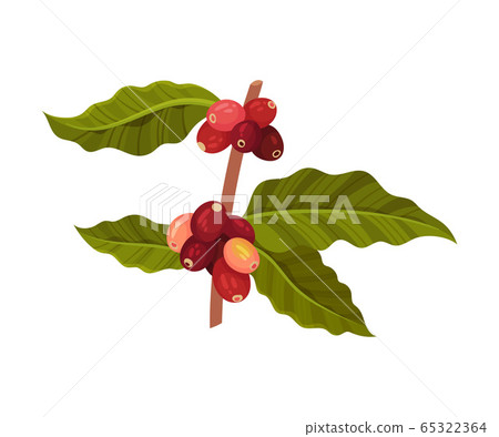 Coffea Plant Branch with Ripe Edible Fruits and Green Leaves Vector Illustration Coffea Plant Branch with Ripe Edible Fruits and Green Leaves Vector Illustration 65322364