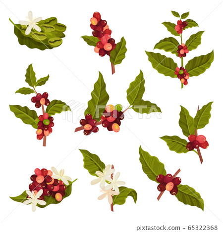 Branches of Coffea Plant with Ripe Edible Fruits Vector Set 65322368