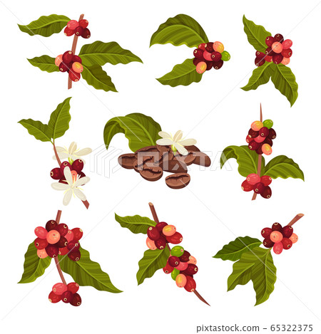 Branches of Coffea Plant with Ripe Edible Fruits Vector Set Branches of Coffea Plant with Ripe Edible Fruits Vector Set 65322375