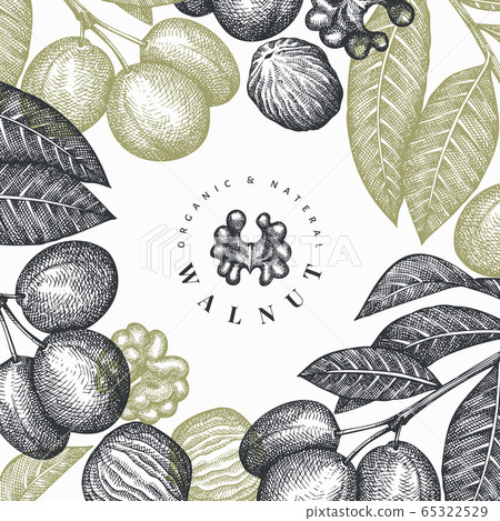Hand drawn sketch walnut design template. Organic Hand drawn sketch walnut design template. Organic 65322529