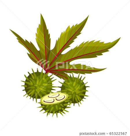 Ricinus or Castor Oil Plant with Green Palmate Leaves and Red Fruit Vector Illustration Ricinus or Castor Oil Plant with Green Palmate Leaves and Red Fruit Vector Illustration 65322567
