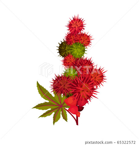 Ricinus or Castor Oil Plant with Green Palmate Leaves and Red Fruit Vector Illustration Ricinus or Castor Oil Plant with Green Palmate Leaves and Red Fruit Vector Illustration 65322572
