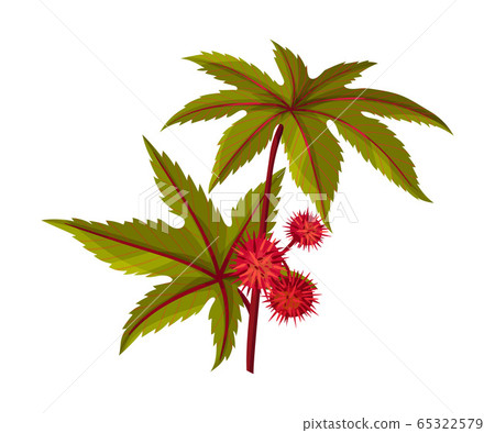 Ricinus or Castor Oil Plant with Green Palmate Leaves and Red Fruit Vector Illustration Ricinus or Castor Oil Plant with Green Palmate Leaves and Red Fruit Vector Illustration 65322579