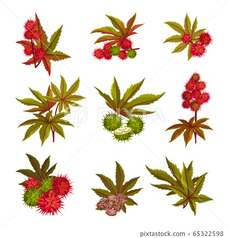 Ricinus or Castor Oil Plant with Green Palmate Leaves and Red Fruit Vector Set Ricinus or Castor Oil Plant with Green Palmate Leaves and Red Fruit Vector Set 65322598