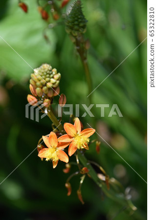 Flower aloe (Burbrine) 65322810