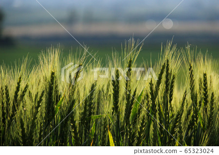 Ear of wheat 65323024