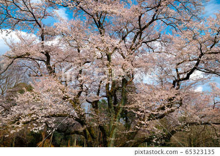 愛德華櫻 65323135