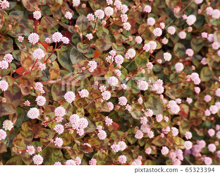 A flower of a buckwheat buckwheat that covers one side of the flower bed 65323394