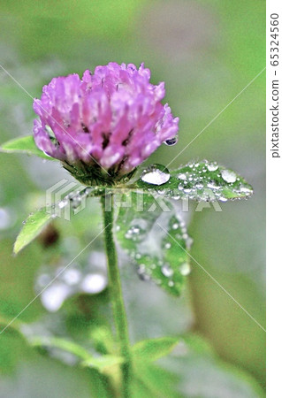 Red cliff of red clover Red cliff of red clover 65324560