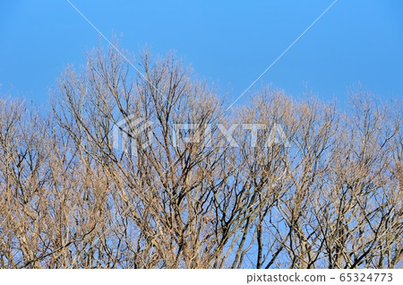 藍天和死的樹 65324773