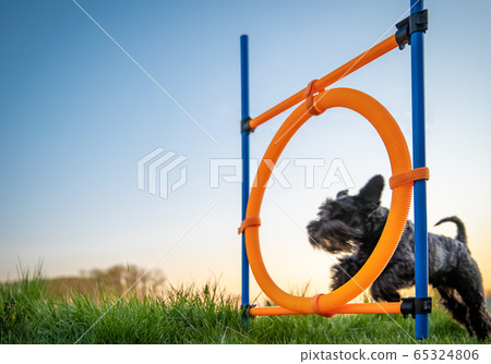 little black dog on agility jumps over a circle at sunset 65324806