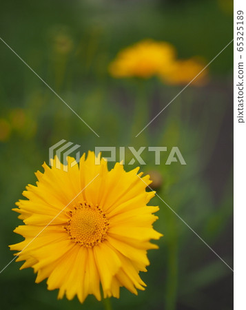Blooming daisy daisies on the roadside 65325189