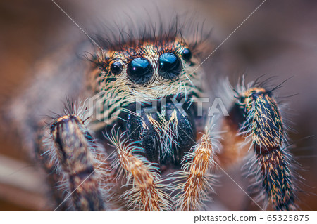 Eyes of jumping spider - Pellenes tripunctatus female 65325875