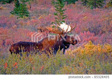 秋天的童話 65326405