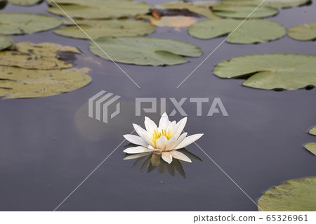 White Water Lily 65326961