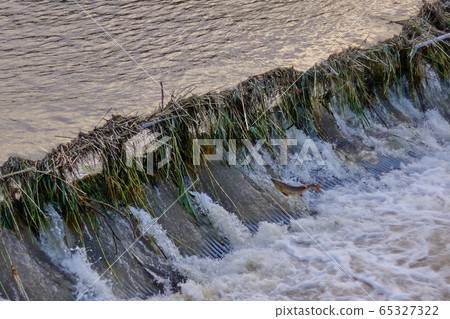 Swollen river and salmon 65327322