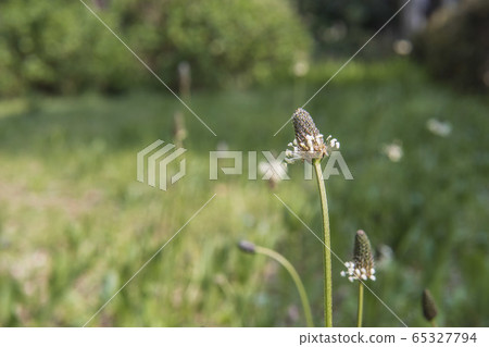 Plantain plantain flower with blurred background 65327794