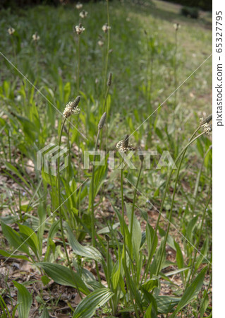 A flora of flowering plantain plantain A flora of flowering plantain plantain 65327795