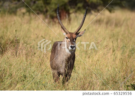 Waterbuck (Tarangire National Park, Tanzania) 65329556