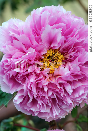 Ootomi peony (Kanayama general park) Ootomi peony (Kanayama general park) 65329802