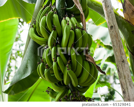 << plant >> banana << plant >> banana 65329841