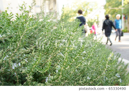 Roadside green Roadside green 65330490