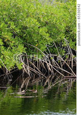 mangrove 65330542