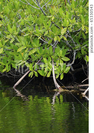 mangrove 65330543