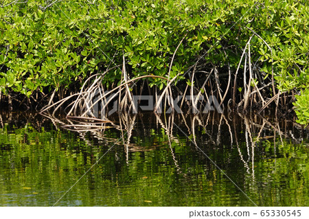 mangrove 65330545