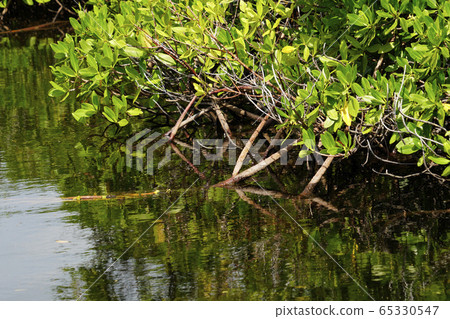 mangrove 65330547