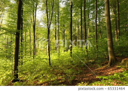 Beech trees in the spring forest illuminated by the rising sun 65331464