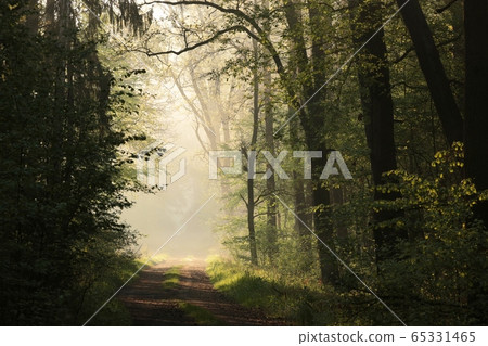 Country road through a spring forest in foggy weather during sunrise 65331465