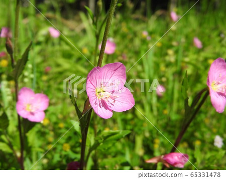 晚妝（Yuge Shaw） 65331478