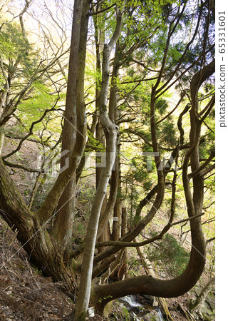 Immortal Cedar White Dragon Falls (Shishiwa City, Hyogo Prefecture) Immortal Cedar White Dragon Falls (Shishiwa City, Hyogo Prefecture) 65331601