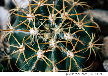 Fashion cactus green colored on in pots.Trendy tropical fashionable. 65331939