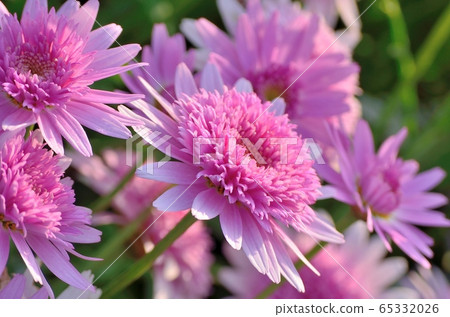 瑪格麗特（Bonza Margaret）170429am6：10 65332026