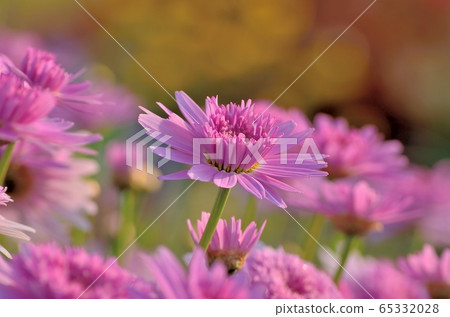 瑪格麗特（Bonza Margaret）170429am6：08 65332028