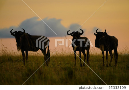 一群gnuses 65332109