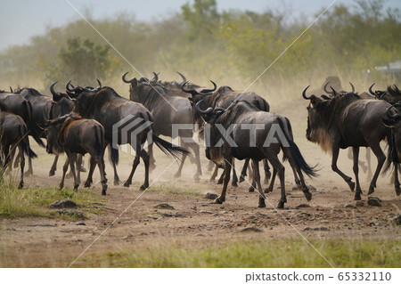 A group of gnuses 65332110