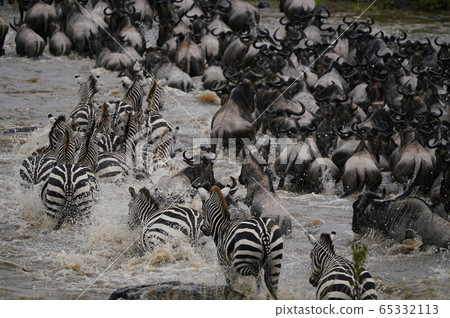 A group of gnuses A group of gnuses 65332113