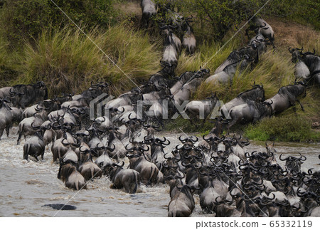 A group of gnuses A group of gnuses 65332119