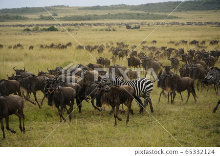 A group of gnuses A group of gnuses 65332124
