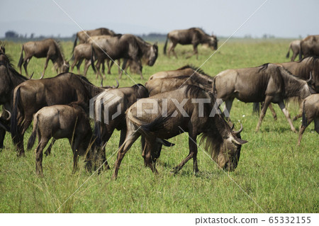 A group of gnuses 65332155