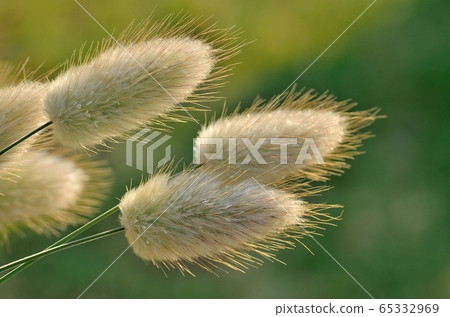 Lagrasse Bunnytail 170429am6：29 65332969