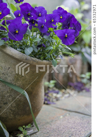 Pansy in a bowl close up 65332971