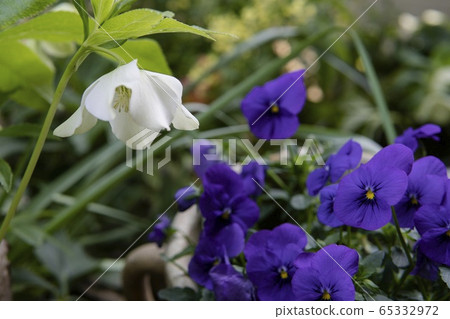 White Christmas rose on the background of pansies 65332972