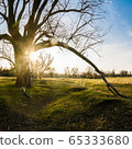 Old branchy willow on green meadow in sun rays 65333680