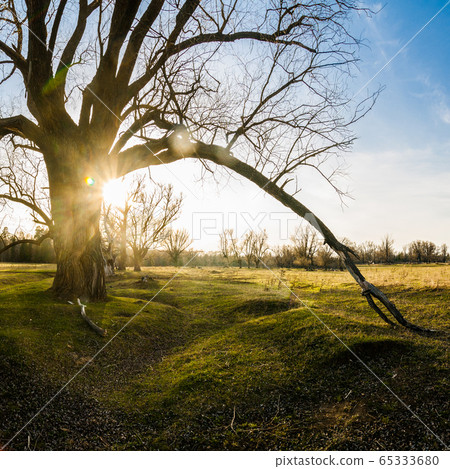 Old branchy willow on green meadow in sun rays 65333680